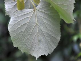 Tilia tomentosa