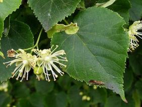 Tilia cordata