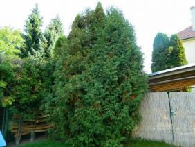 Thuja occidentalis