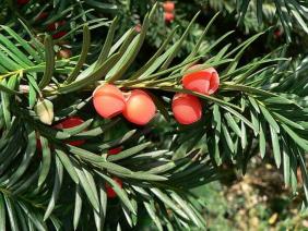 Taxus baccata