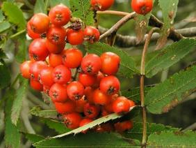 Sorbus aucuparia