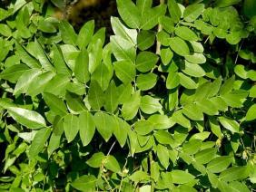 Sophora japonica