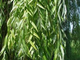 Salix x sepulcralis