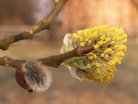 Salix caprea