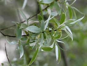 Salix alba