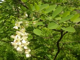 Robinia pseudoacacia