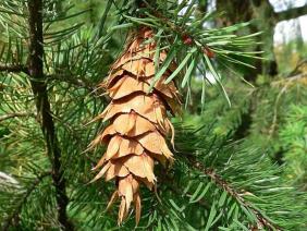 Pseudotsuga menziesii