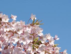 Prunus subhirtella ˝Pendula˝