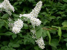 Prunus padus