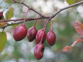 Prunus cerasifera