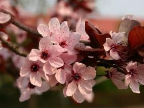 Prunus pissardii ˝Nigra˝