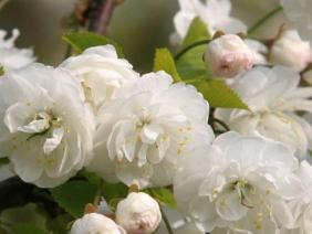 Prunus avium (Plena)