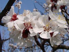 Prunus armeniaca