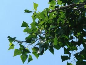 Populus nigra