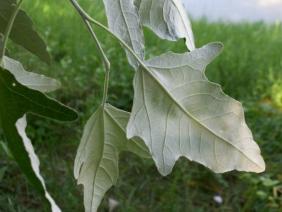 Populus alba