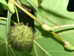 Platanus hispanica