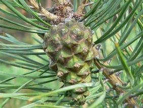 Pinus sylvestris