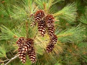 Pinus strobus