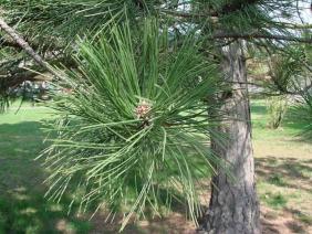 Pinus nigra