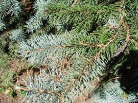 Picea pungens