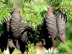 Picea omorika