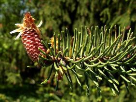 Picea abies