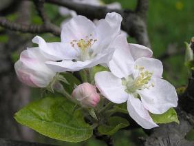 Malus domestica