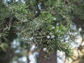 Juniperus chinensis