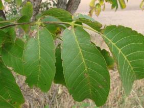 Juglans regia