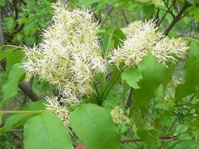 Fraxinus ornus