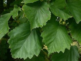 Corylus colurna