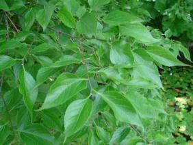 Celtis occidentalis