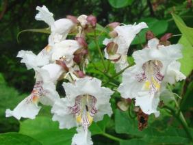 Catalpa bignonioides