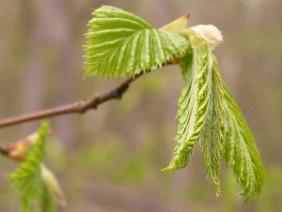 Carpinus betulus