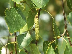 Betula pendula