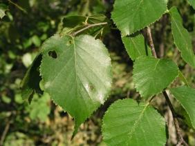 Betula papyrifera