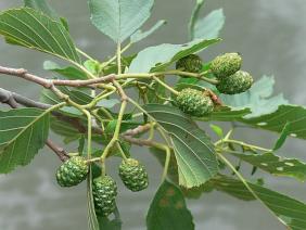 Alnus glutinosa