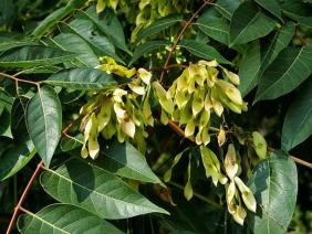 Ailanthus altissima