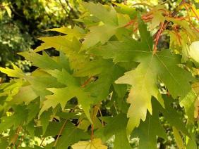 Acer saccharinum