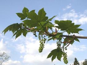 Acer pseudoplatanus