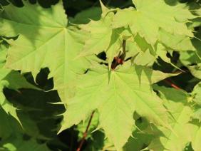 Acer platanoides (Globosum)