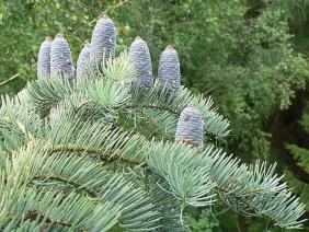 Abies concolor