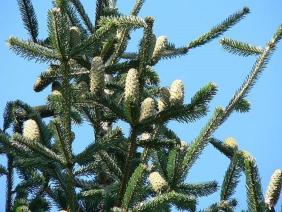 Abies alba