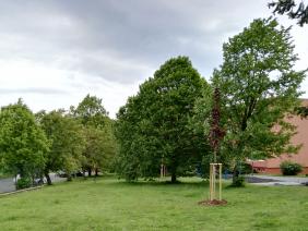 Náhradní výsadba za vykácené stromy na ulici Podveská (2020)