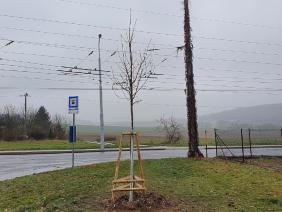 Náhradní výsadba za vykácené stromy v FC Svratka Brno (2020)