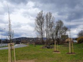 Náhradní výsadba za vykácené dřeviny v lokalitě Podveská (2021)