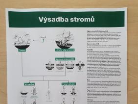 Výsadba stromů