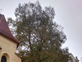 ZELEŇ