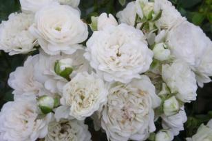 Rosa White Fairy