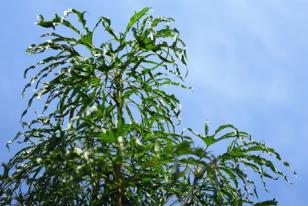 Acer platanoides 'Paldiski'